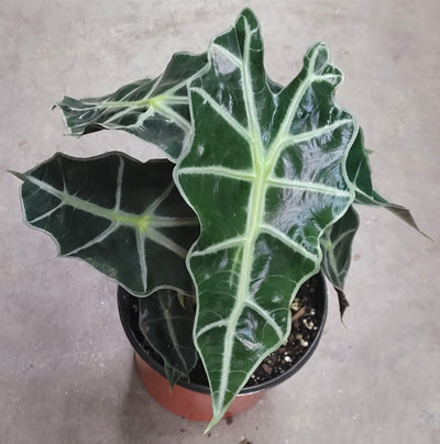 6" Alocasia Bambino  